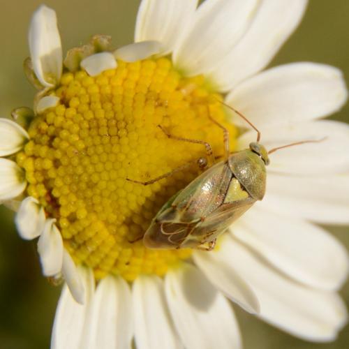 Lygus sp.