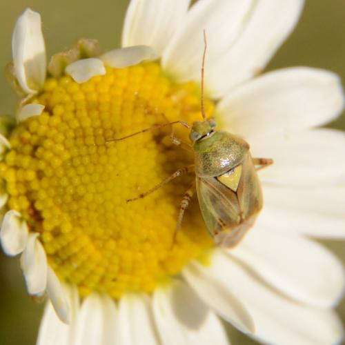 Lygus sp.