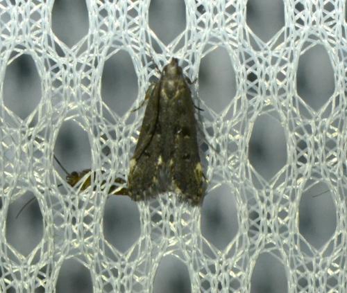 Dichomeris alacella