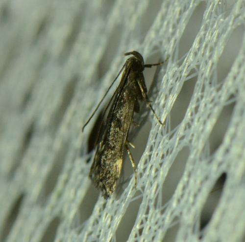 Dichomeris alacella