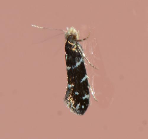 Infurcitinea argentimaculella