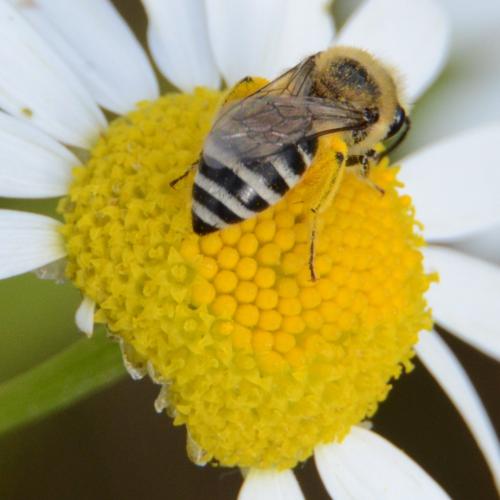 Colletes sp.