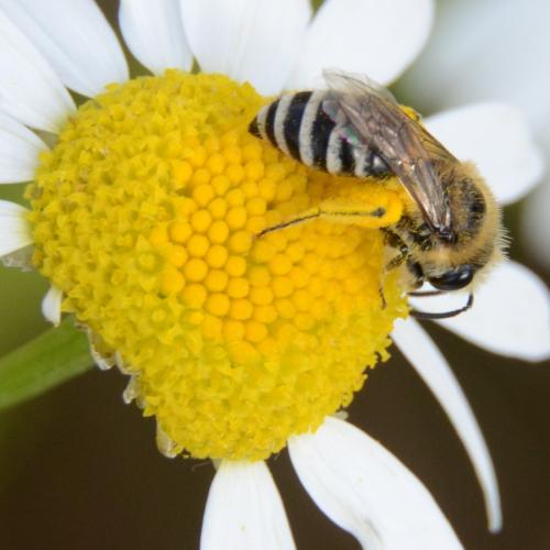 Colletes sp.