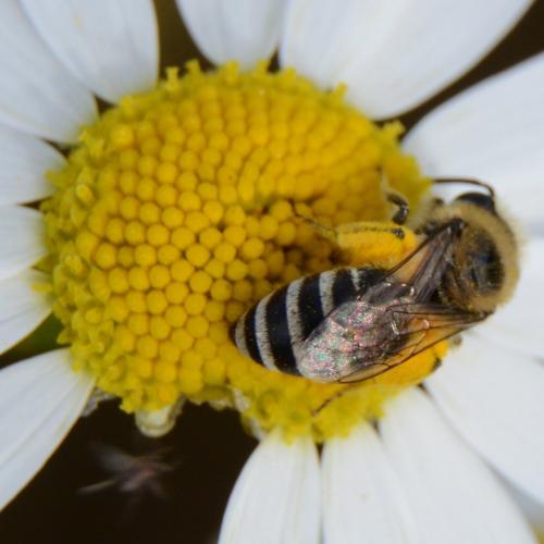 Colletes sp.