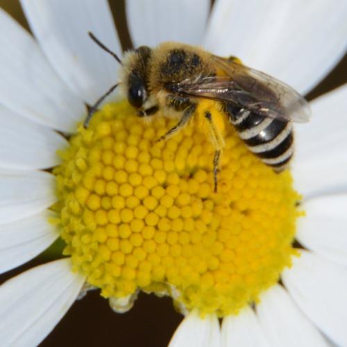 Réf. 305 660 : Colletes sp.