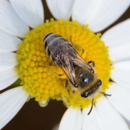 Réf. 305 661 : Colletes sp.