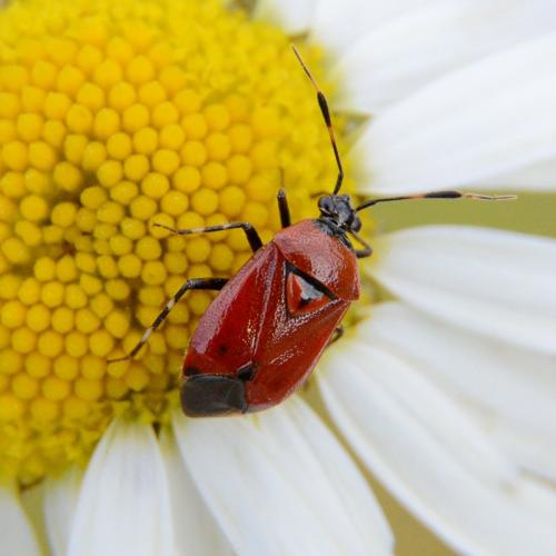 Deraeocoris punctum