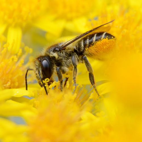 Réf. 305 054 : Megachile centuncularis