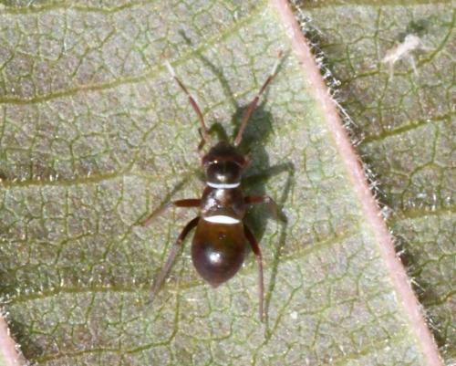 Pilophorus perplexus, larve DSC_2549b