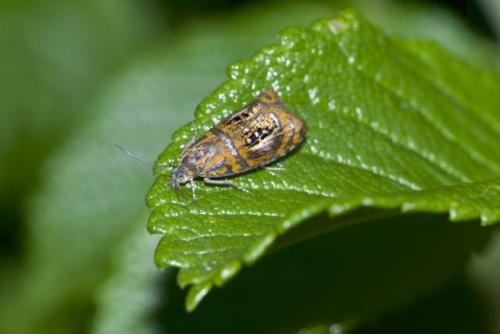 Réf. 305 403 : Olethreutes arcuella