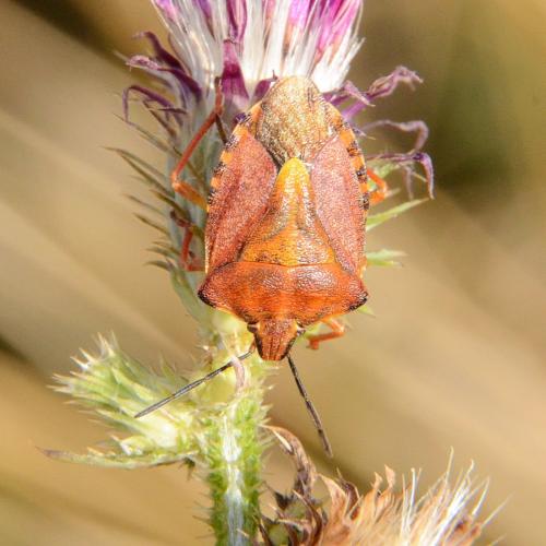 Réf. 305 552 : Carpocoris purpureipennis
