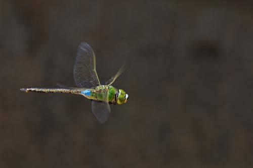 Anax parthenope
