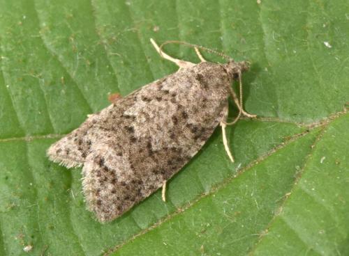 Réf. 305 336 : Cnephasia sp.