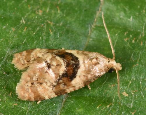 Phalonidia manniana