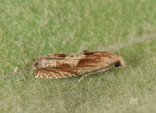 Réf. 305 960 : Eucosma sp.