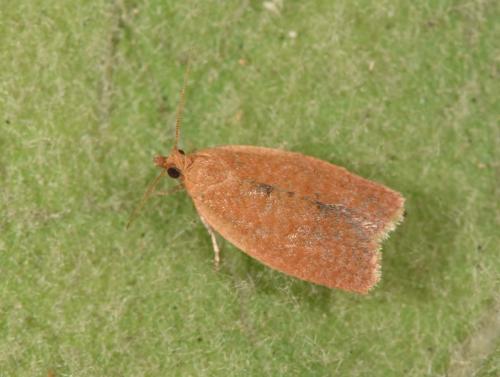 Clepsis consimilana