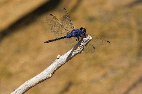 Trithemis festiva