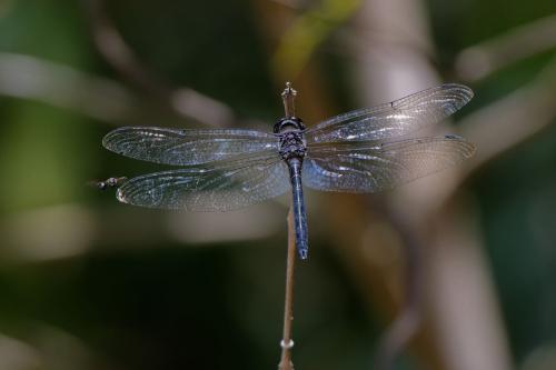 Réf. 305 529 : Zygonyx iris