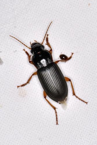 Pseudoophonus rufipes