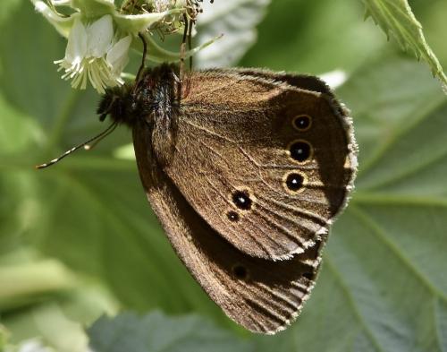 Réf. 305 504 : Aphantopus hyperantus