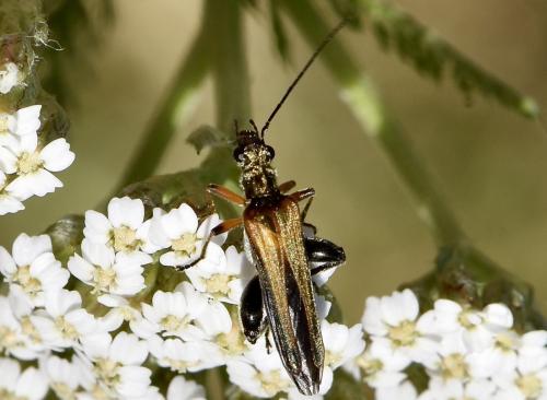 Oedemera podagrariae