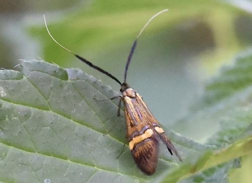 Réf. 305 455 : Nemophora degeerella