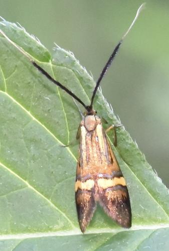 Réf. 305 487 : Nemophora degeerella