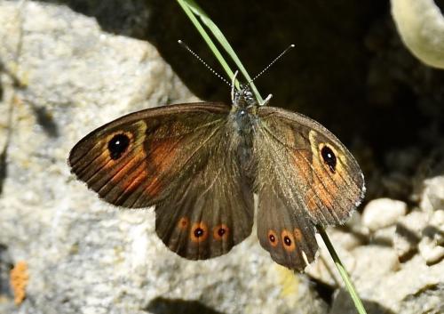 Lasiommata maera