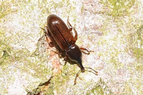 Cossonus sp.