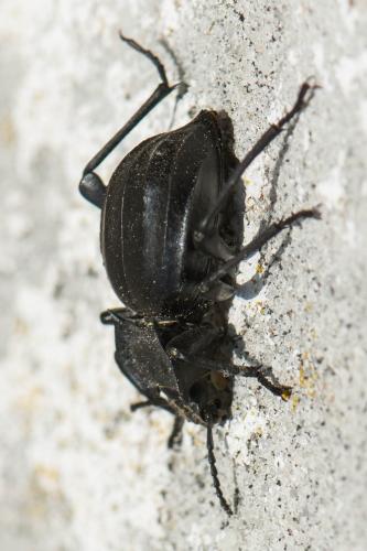 Réf. 305 533 : Akis sp.