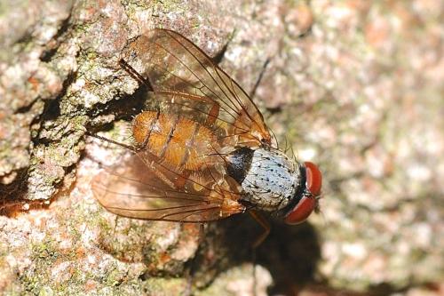 Réf. 305 310 : Pegomya sp.