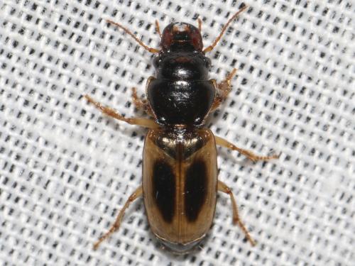 Daptus vittatus