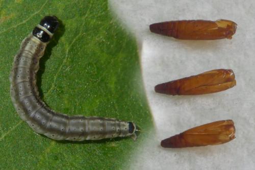 Psoricoptera gibbosella