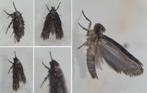 Psoricoptera gibbosella