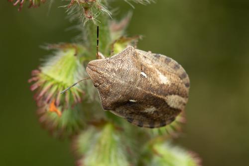 Réf. 305 352 : Eurygaster testudinaria