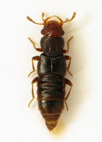 Euaesthetus ruficapillus