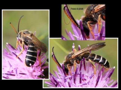 Halictus quadricinctus