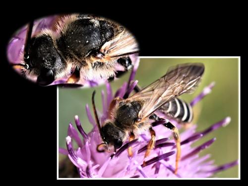 Halictus quadricinctus