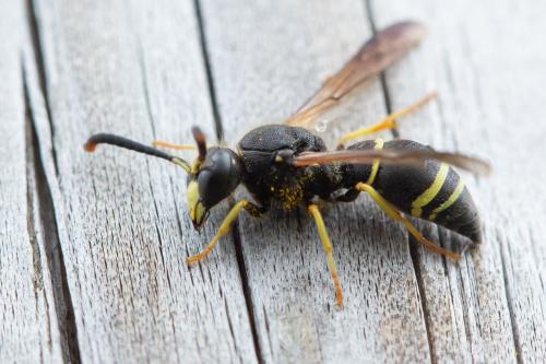 Réf. 305 152 : Ancistrocerus sp.