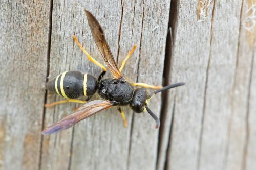 Ancistrocerus sp.