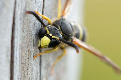 Ancistrocerus sp.