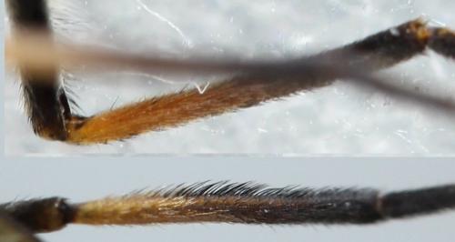 Hybomitra bimaculata