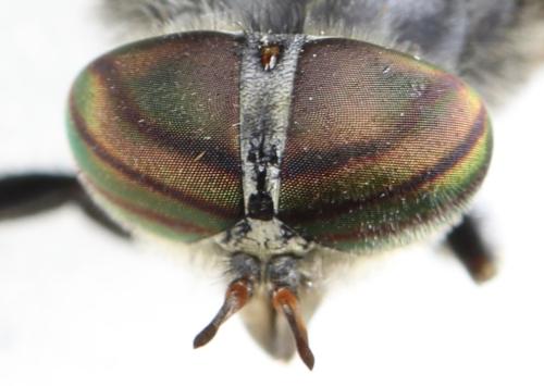 Réf. 305 268 : Hybomitra bimaculata