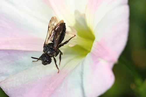 Réf. 305 253 : Biastes brevicornis