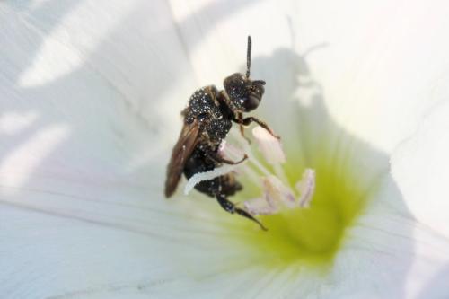 Réf. 305 251 : Biastes brevicornis