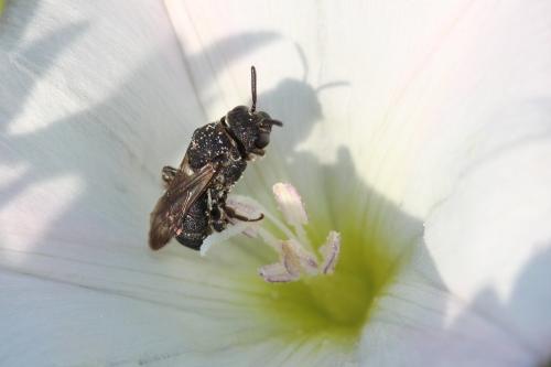 Réf. 305 250 : Biastes brevicornis