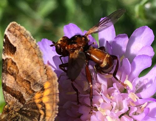 Réf. 305 451 : Sicus ferrugineus
