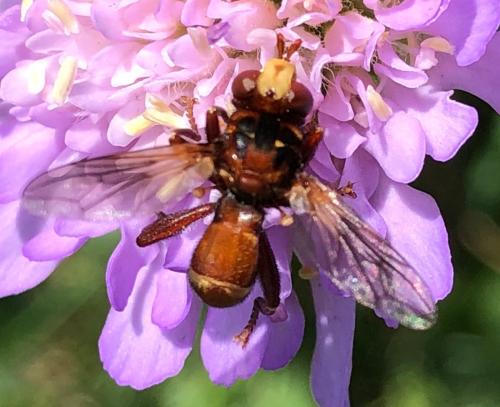 Sicus ferrugineus