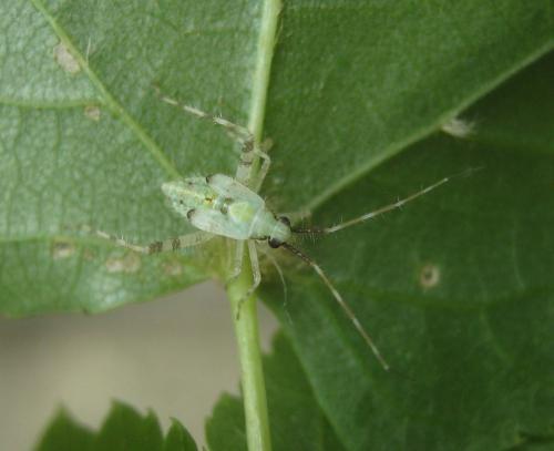 Phytocoris tiliae