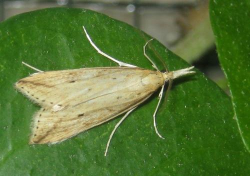 Donacaula forficella